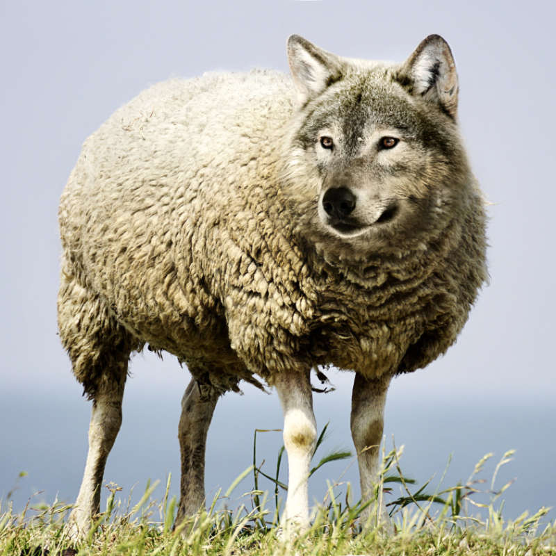 loup-deguise-mouton